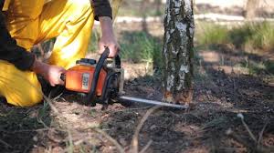 Reliable Black Rock, NM Tree Removal Solutions