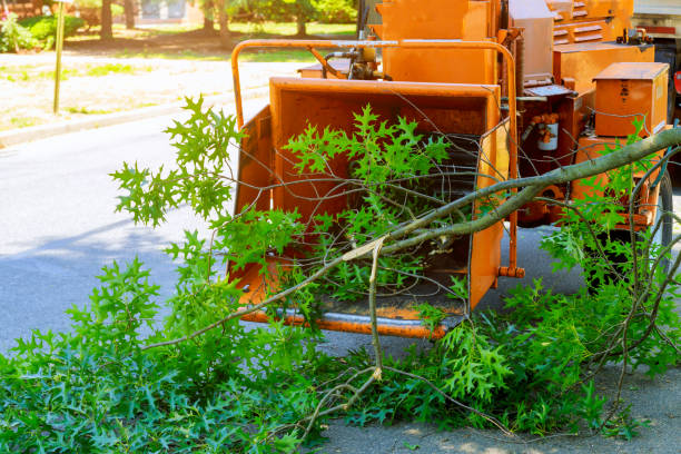 Best Grass Overseeding  in Black Rock, NM