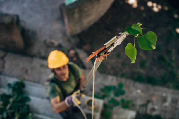 Tree and Shrub Care in Black Rock, NM