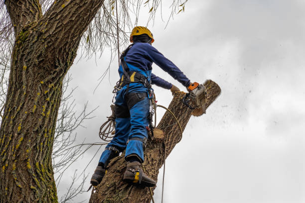 How Our Tree Care Process Works  in  Black Rock, NM